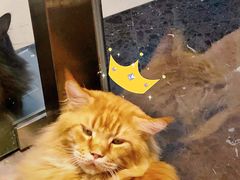 -藏猫猫咖啡主题馆(中央大道店)