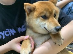 -逗柴咖啡屋·狗咖猫咖宠物桌游