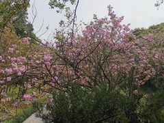-南山植物园