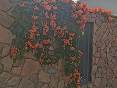 -阿侬盐焗鸡(清澜店)