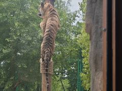 -上海野生动物园老虎餐厅
