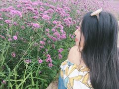 -紫颐香薰山谷景区