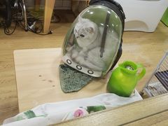 -藦茜花园宠物主题亲子互动体验馆(国顺东路店)