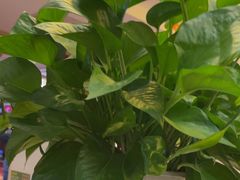 -燕郊烧鸽子(酷车小镇店)