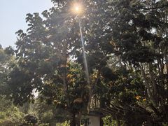 -中国科学院西双版纳热带植物园