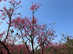 -深圳仙湖植物园
