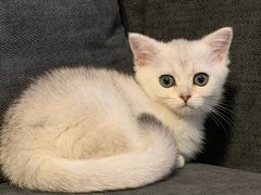 -东方名猫馆·英短金渐层布偶猫舍(环线广场1号楼店)