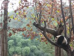 -都江堰中华大熊猫苑