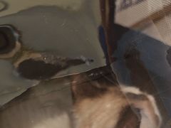 -悠尼宠物·独立低压伊珊娜洗护·美容·寄养(兰谷路店)