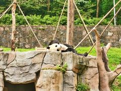 -都江堰中华大熊猫苑