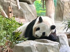 -灵玲国际马戏城