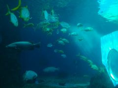 -北戴河圣蓝海洋公园