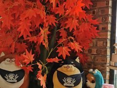 -柴犬高等学院·狗咖·柴犬售卖·宠物训练