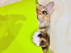 -邢大夫动物医院