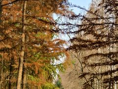 -上海长兴岛郊野公园