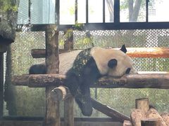 -上海野生动物园