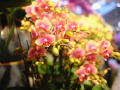 -双季花艺园艺市场(浦东店)