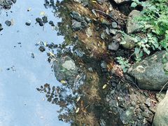 -素山寺森林公园