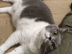 -宠物星动物医院·眼科·异宠·猫科(江南大道总院)