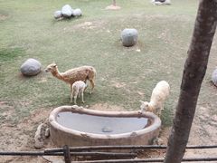 -泉州海丝野生动物世界