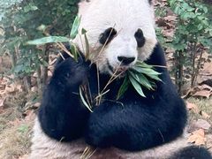 -成都动物园