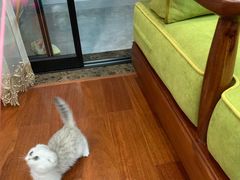 -e嘉宠物店(北大街店)