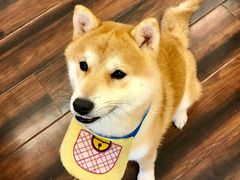 -豆柴町-柴犬主题狗咖(红鼎国际C座店)