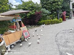 -江门古劳水乡旅游区
