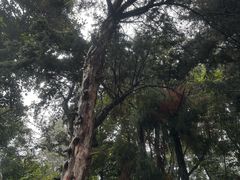 -苍山感通索道