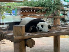 -西霞口神雕山野生动物世界