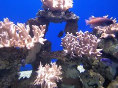 -烟台海昌鲸鲨海洋公园