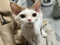 -山宅一喵德文卷毛猫舍