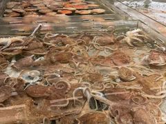 -浩运海鲜·16年专注青岛菜(石老人店)