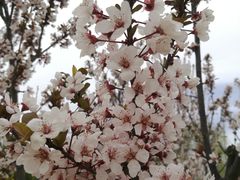 -永定河休闲森林公园