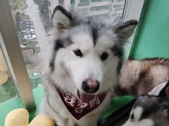 -Husky Go! 哈士奇体验馆·宠物咖啡厅狗咖