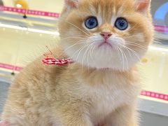 -lincat·猫舍(广州店)