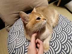 -逗柴咖啡屋·狗咖猫咖宠物桌游