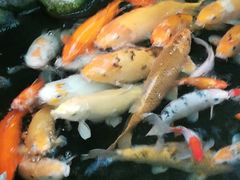 -上海大自然野生昆虫馆(东方明珠·爬宠昆虫探索中心)