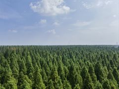 -黄海国家森林公园