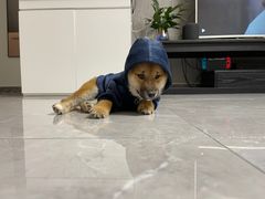 -美联众合动物医院·24h京西诊疗中心