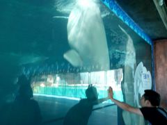 -秦皇岛乐岛海洋王国