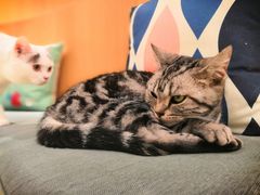 -CAT’S MEWSTAR CAFE·喵星球猫屋(晴湾咖啡店)