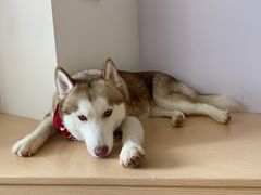 -Husky Go! 哈士奇体验馆·宠物咖啡厅狗咖