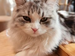 -猫腻·猫咖·撸猫馆(星光大道店)