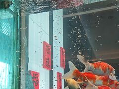 -浩运海鲜·16年专注青岛菜(石老人店)