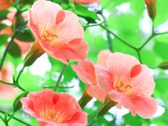 -陈家山荷花公园