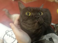 -和它·交个朋友·狗咖猫咖(爱琴海店)