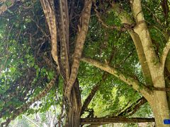 -中国科学院西双版纳热带植物园