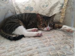 -郑远元专业修脚房(商乐店)