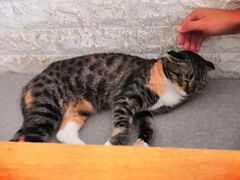 -平行世界·猫咖(首经贸店)
